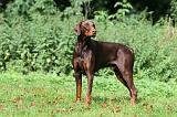 DOBERMANN 387